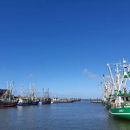 Wattwurm * ドルヌム